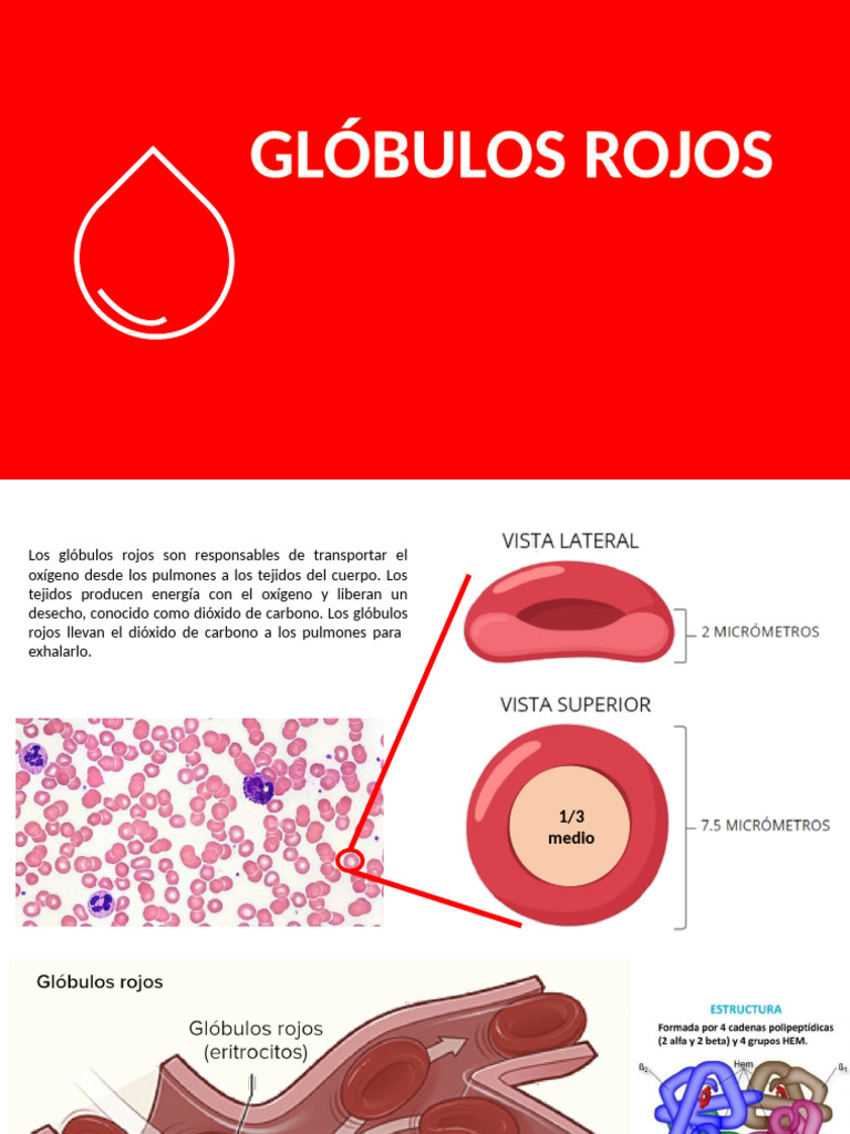 GLOBULOS ROJOS Caract | PDF | Glóbulo rojo | Plaqueta