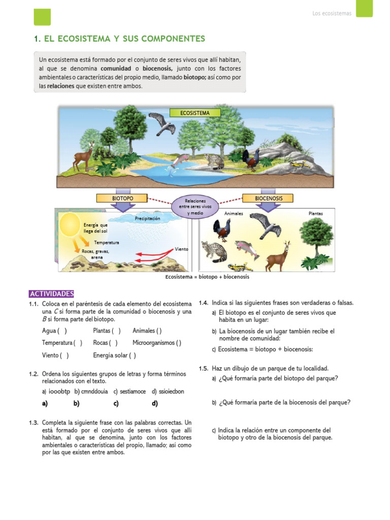 Sexto - Taller Ecosistemas 29 | PDF | Suelo | Ecosistema