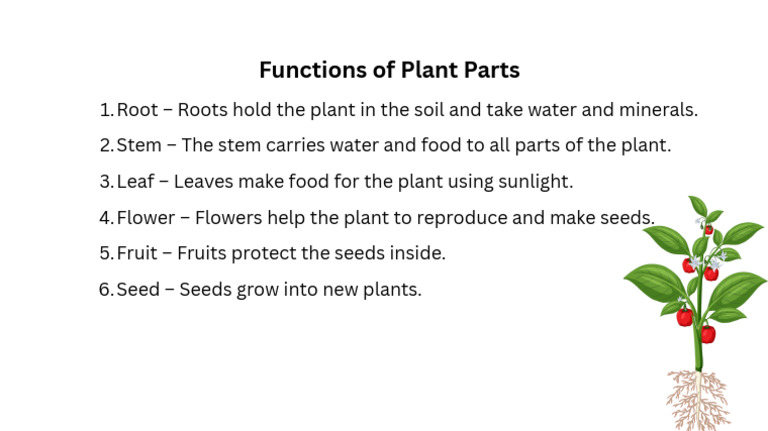 Functions of Plant Parts Explained | PDF