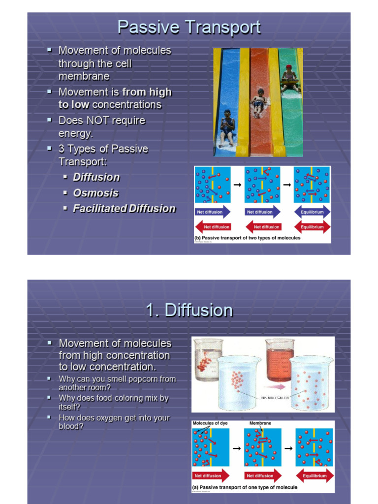 Diffusion and Active Transport | PDF