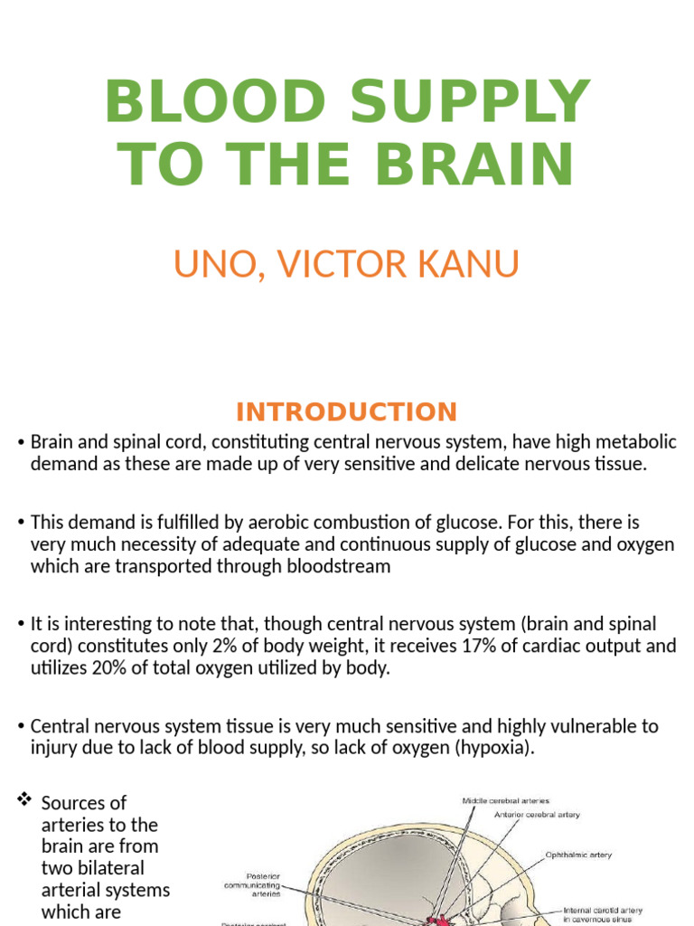 Blood Supply to the Brain Explained | PDF | Vein | Cerebrum