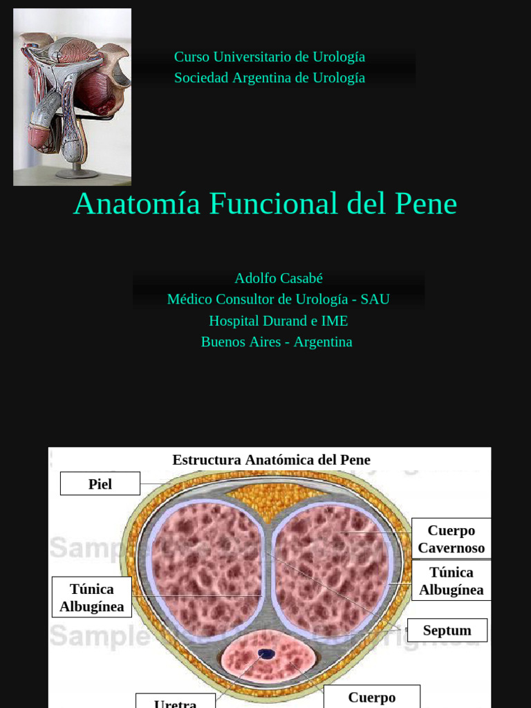 anatom-a-funcional-del-pene-en-urolog-a-pdf-vena-cl-toris