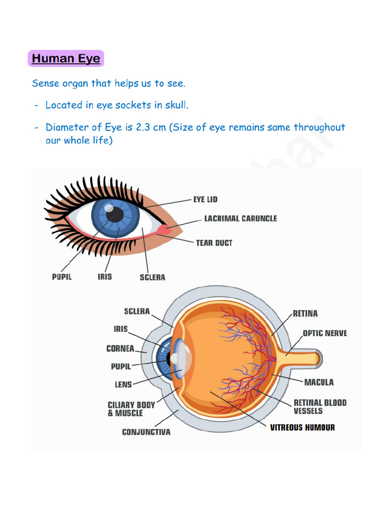 Human Eye | PDF