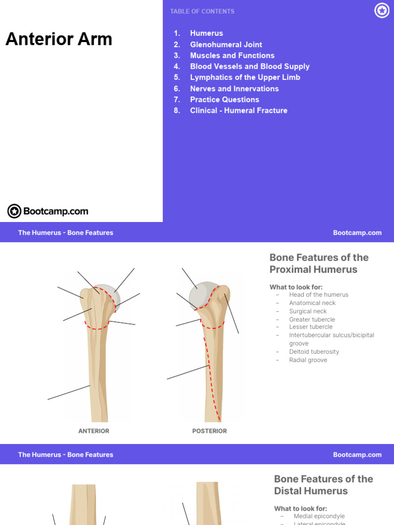 Anterior Arm | PDF | Arm | Musculoskeletal System