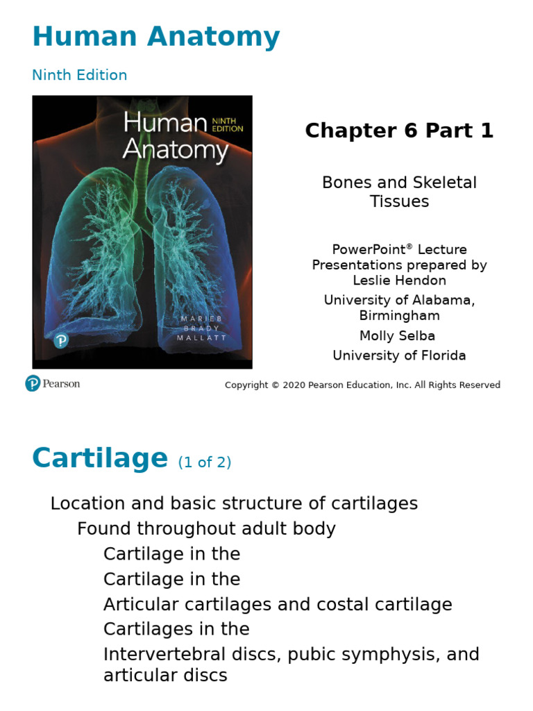 Bones and Cartilage Anatomy Overview | PDF | Bone | Cartilage