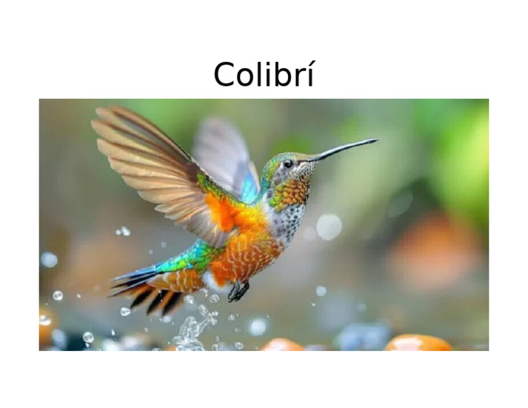 Colibrí | PDF