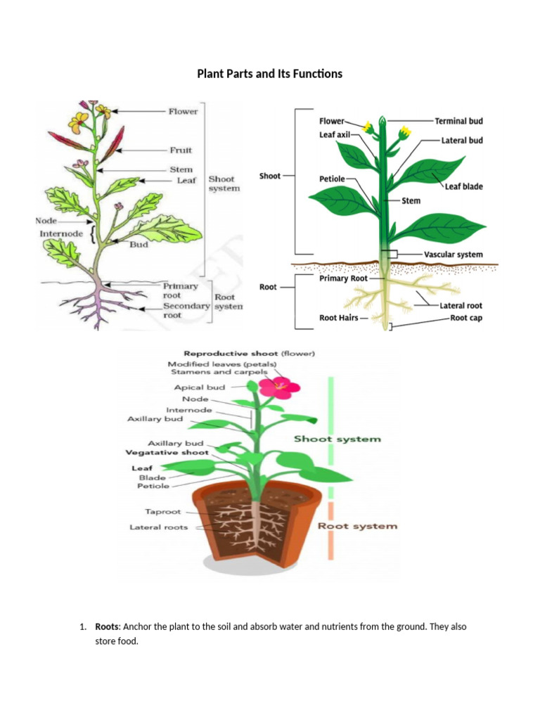Plant Parts and Its Functions AFA 2 | PDF