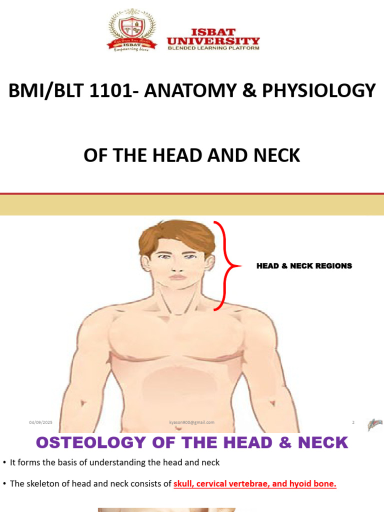 Anatomy of the Head and Neck | PDF | Skull | Human Head And Neck
