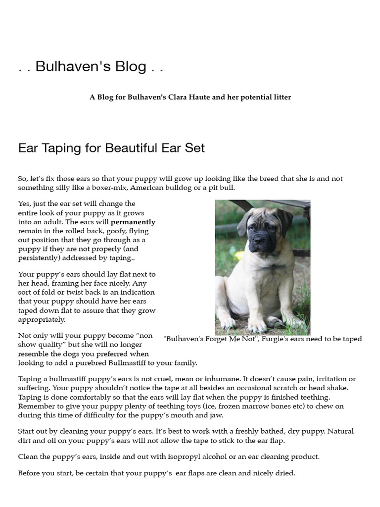 Ear Taping Guide for Ridgebacks | PDF | Subspecies Of Canis Lupus | Dogs