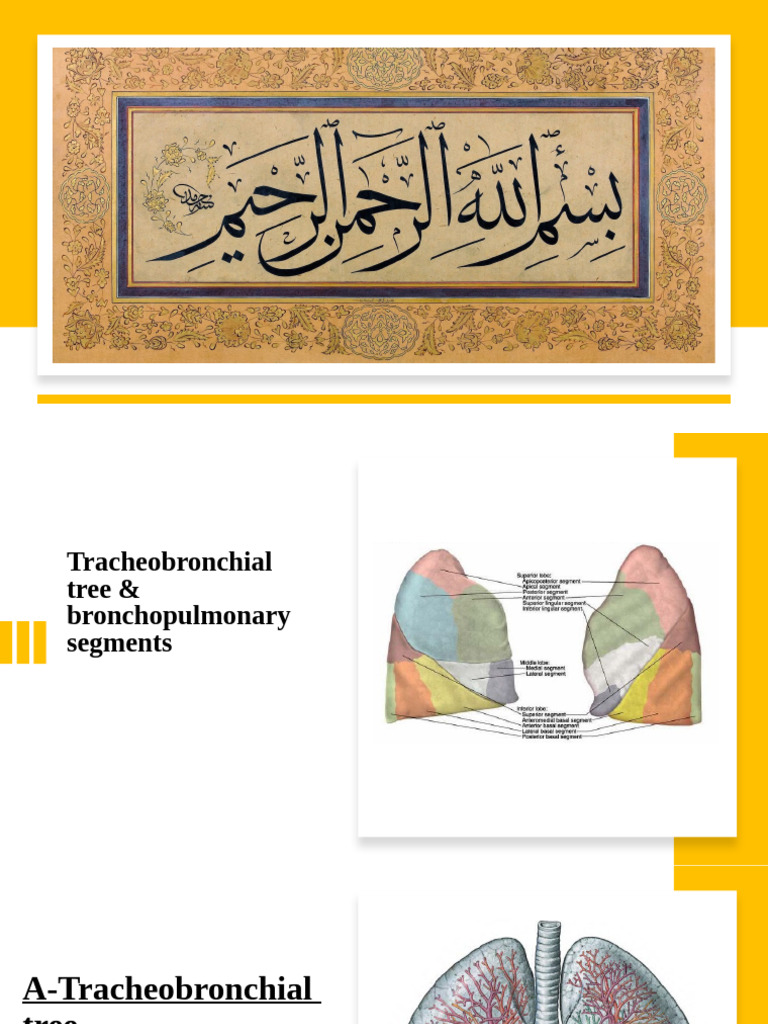 Tracheobronchial Tree & Lung Segments | PDF | Lung | Respiratory Tract