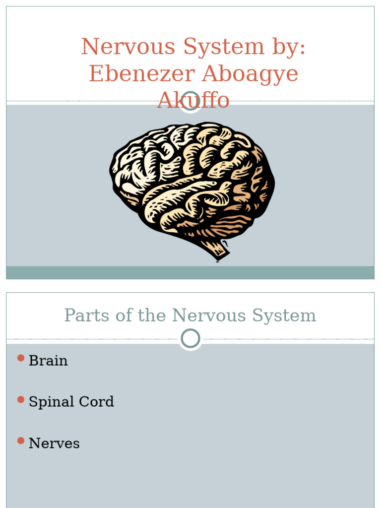 Overview of the Nervous System | PDF | Cerebrospinal Fluid | Spinal Cord