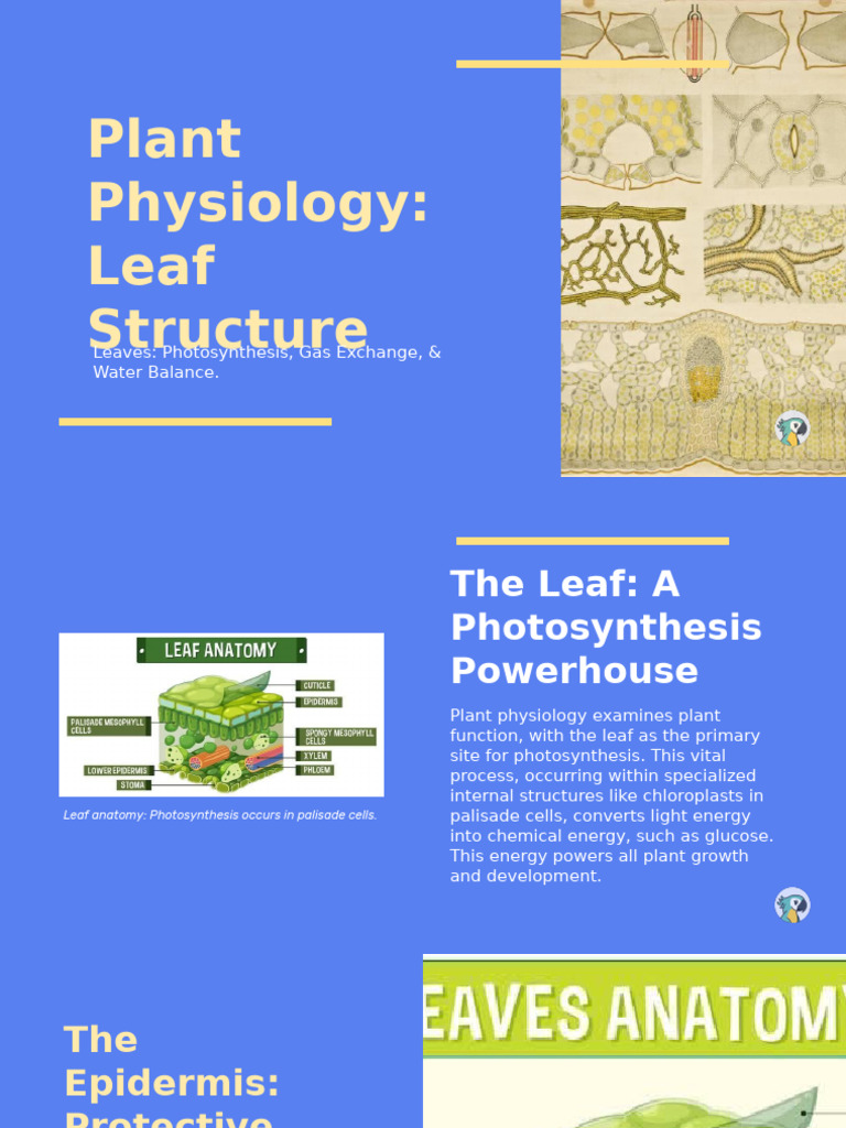 Leaf Structure and Photosynthesis Explained | PDF | Leaf | Stoma