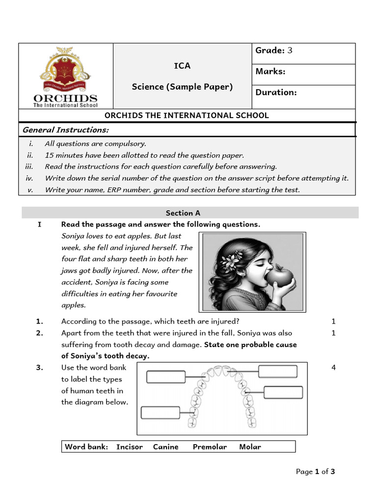 Grade 3 Science Sample Paper | PDF | Tooth | Dental Anatomy