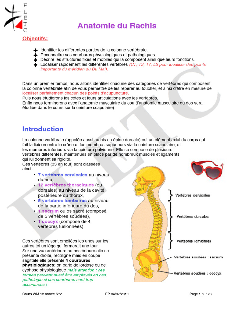 Anatomie du Rachis : Vertèbres et Courbures | PDF | Vertèbre | Anatomie ...