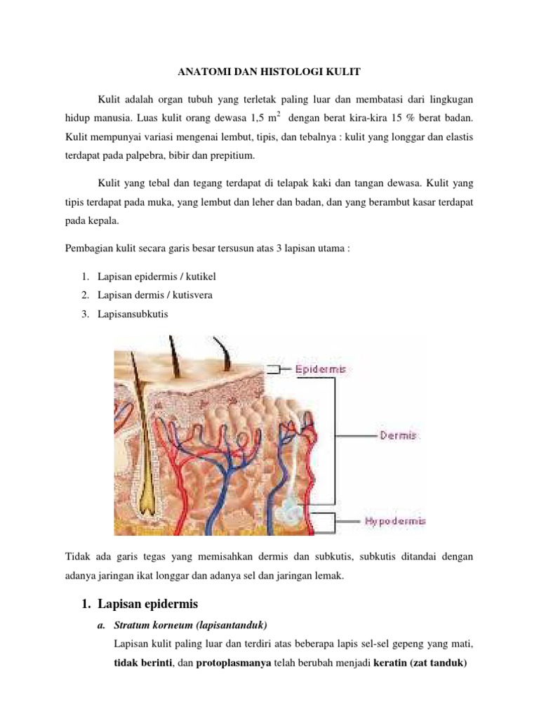 Anatomi Dan Histologi Kulit Anatomi Dan Histologi Kulit