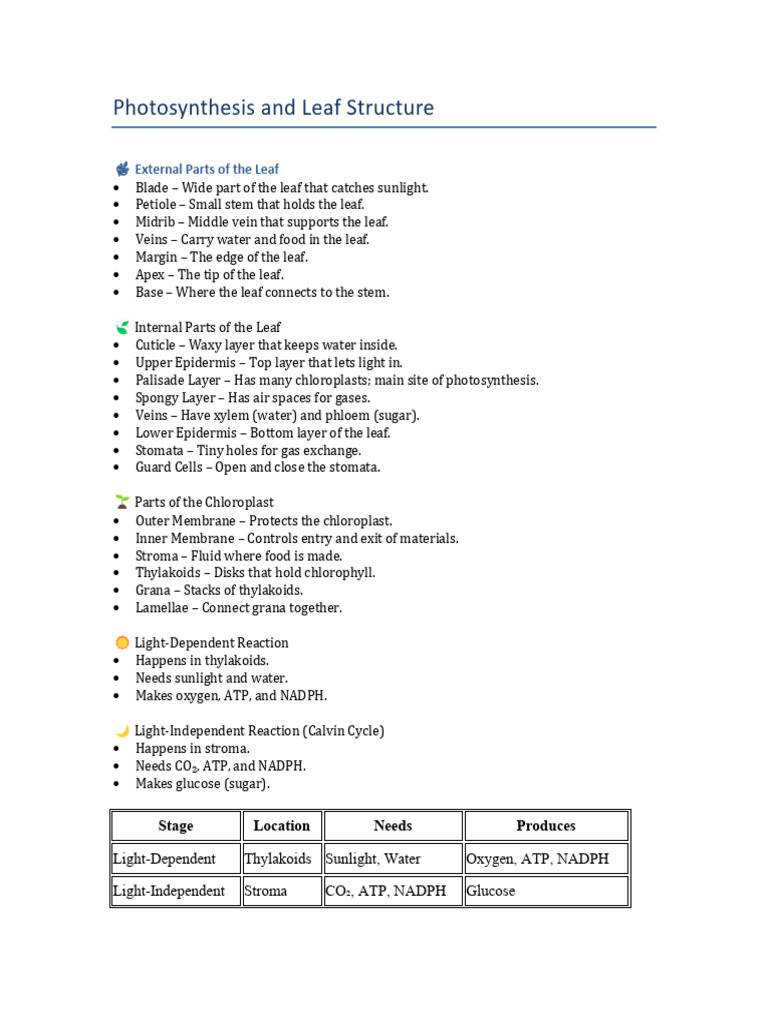 Photosynthesis and Leaf Anatomy Guide | PDF