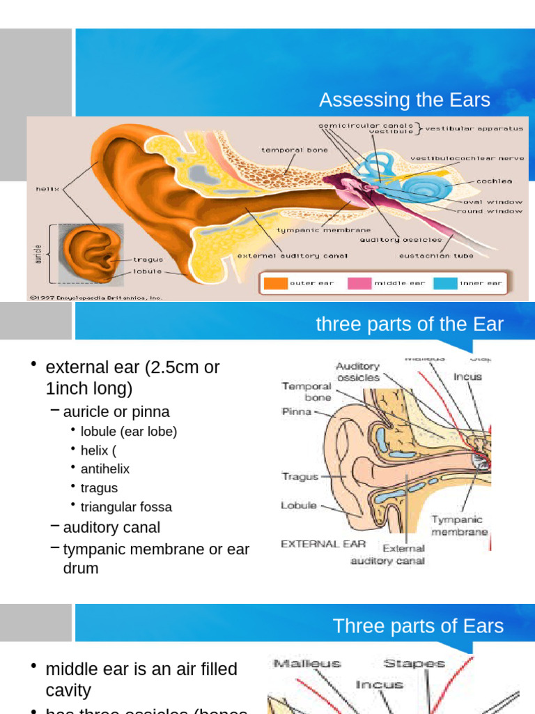 Assessing The Ears | PDF