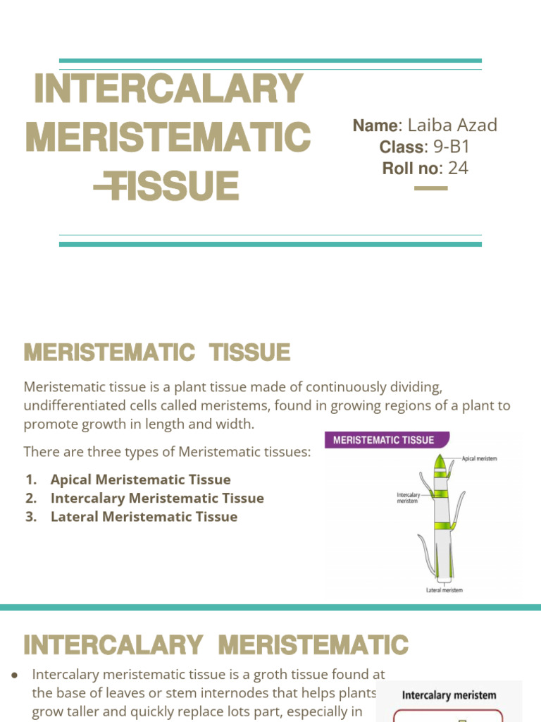 Laiba Azad - INTERCALARY MERISTEM | PDF
