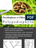 Polypodiophyta