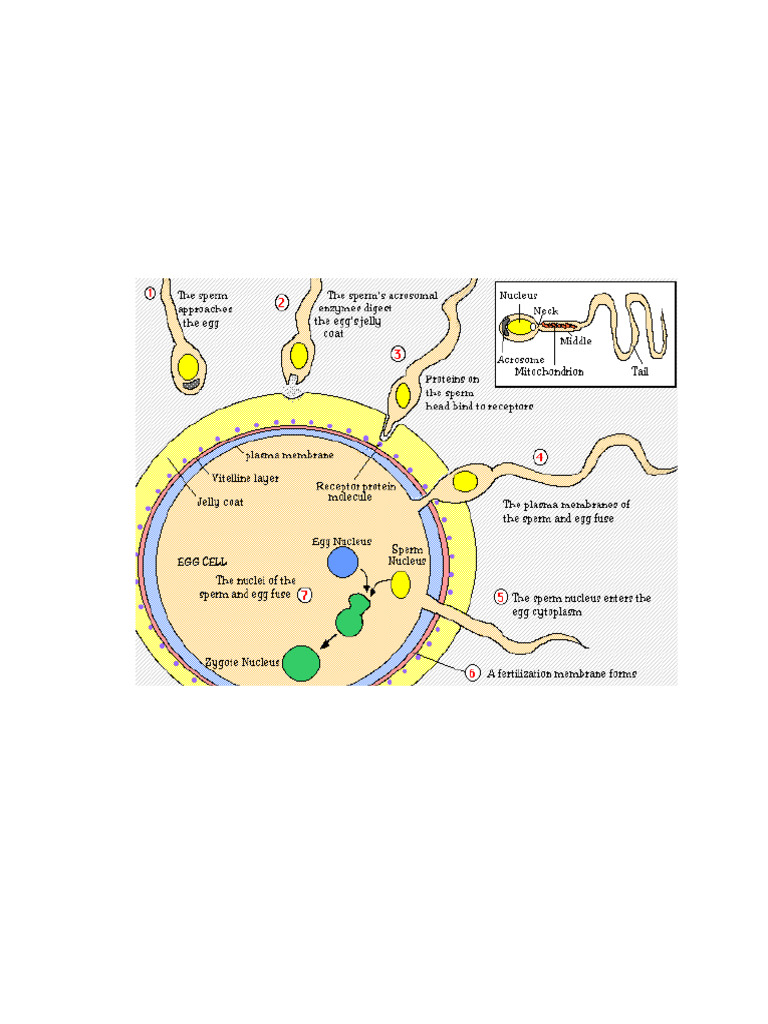 Human Fertilization and Implantation Process | PDF | Placenta ...