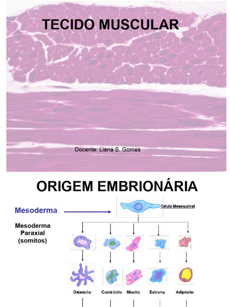Estrutura e Tipos de Tecido Muscular | PDF | Músculo | Biologia Celular