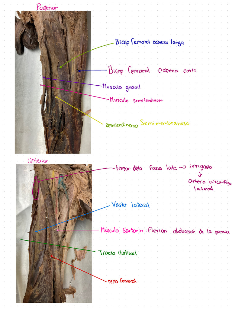 Muslo | PDF | Cadera | Anatomía del miembro inferior