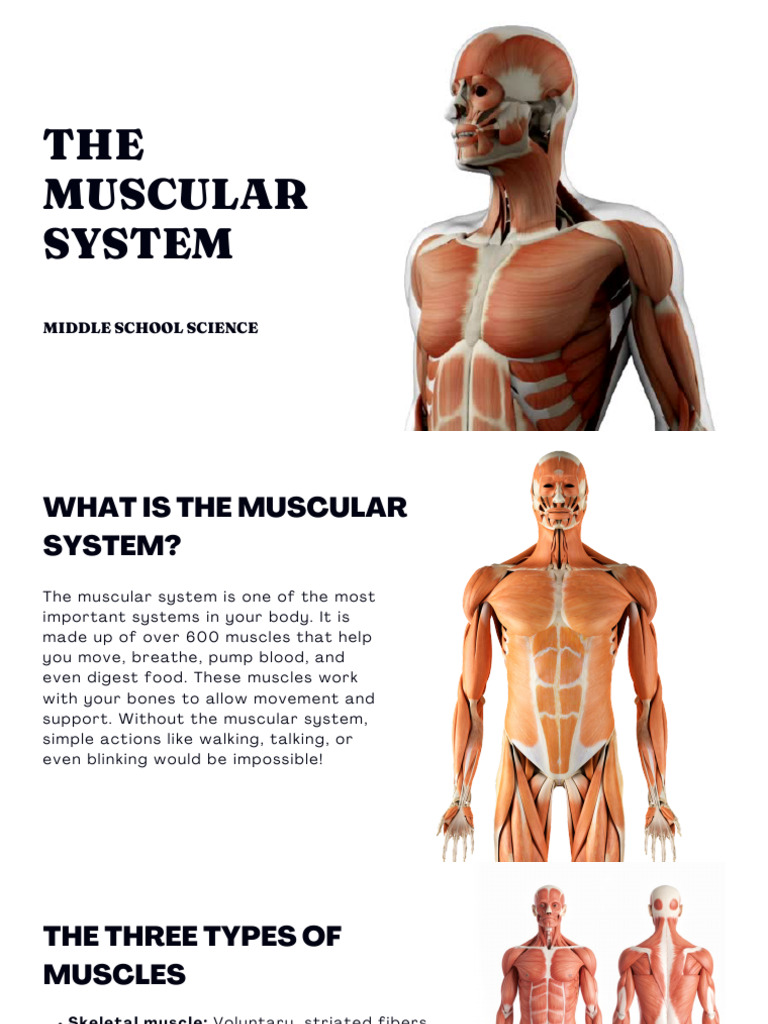 Understanding the Muscular System | PDF | Muscle | Musculoskeletal System