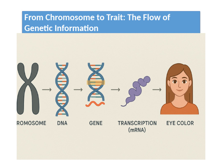 Genetic Information Flow | PDF