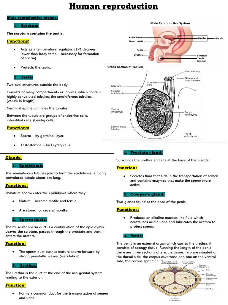 Human Reproductive System Overview | PDF | Menstrual Cycle ...