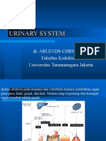 Urinary System Arlends