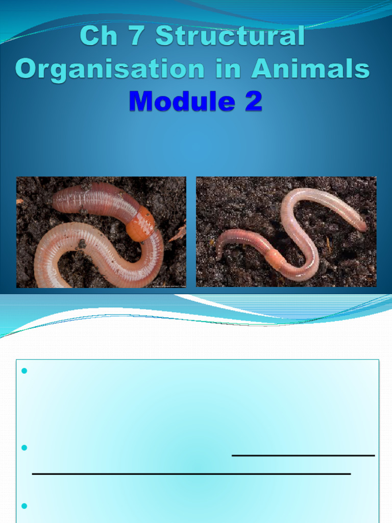 Earthworm Anatomy and Morphology | PDF | Gastrointestinal Tract | Anatomy