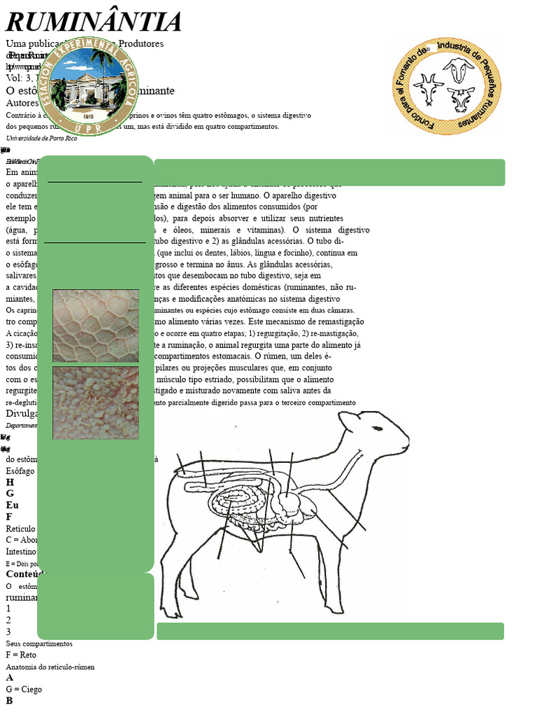 Anatomia do Estômago dos Ruminantes | PDF | Sistema digestivo humano ...