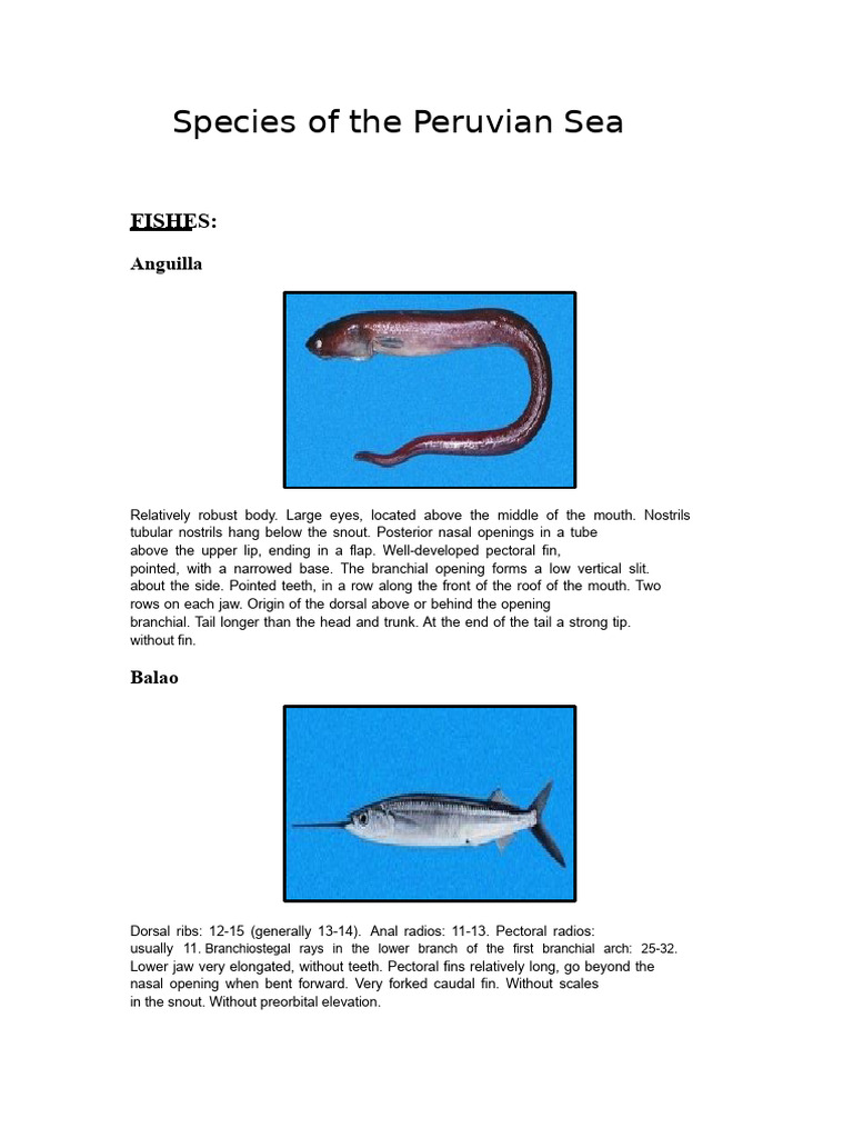 Peruvian Sea Species: Fishes, Crustaceans, Mollusks | PDF | Dolphin