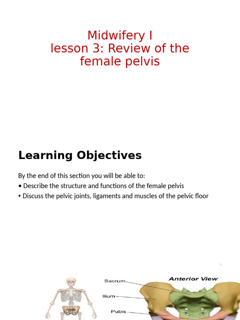 Lesson 4 The Female Pelvis | PDF | Pelvis | Musculoskeletal System