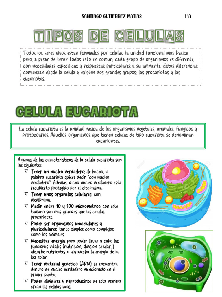 Características y Tipos de Células Procariotas | PDF