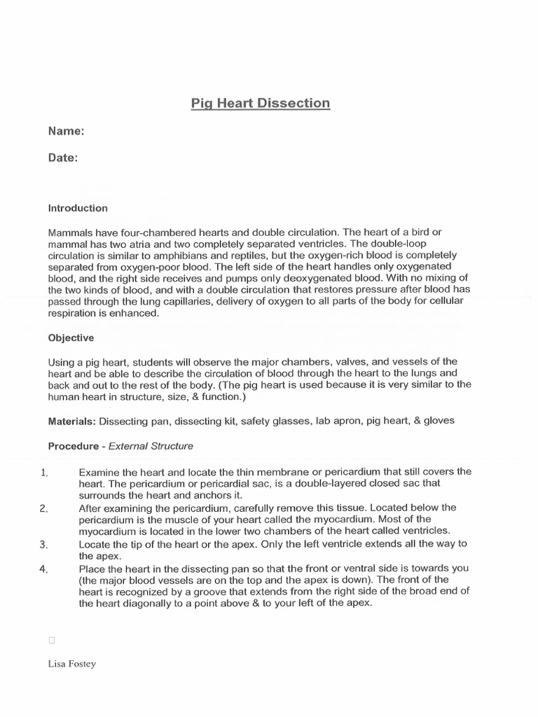 Pig Heart Lab | PDF