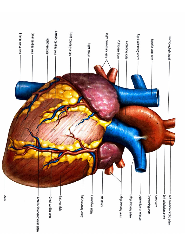 Anatomy of the Human Heart | PDF