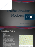 Dichelobacter 2