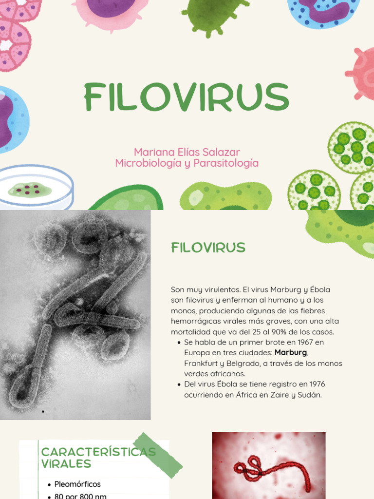 FILOVIRUS | PDF | Virus | Especialidades Medicas