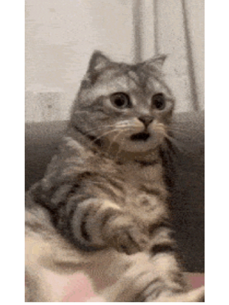 Kucing Meme | PDF