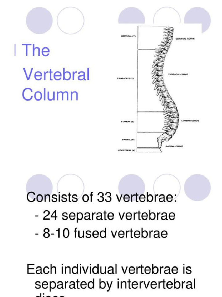 The Vertebral Column | PDF