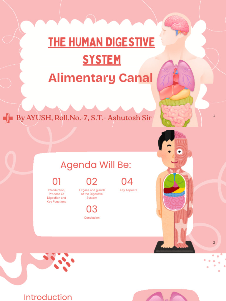 Understanding the Human Digestive System | PDF | Digestion | Human ...