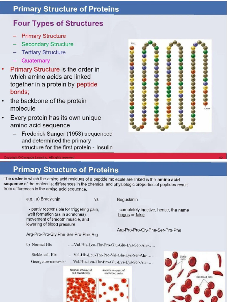 Proteins | PDF