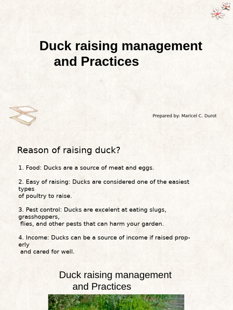Comprehensive Guide to Duck Raising | PDF | Duck | Poultry