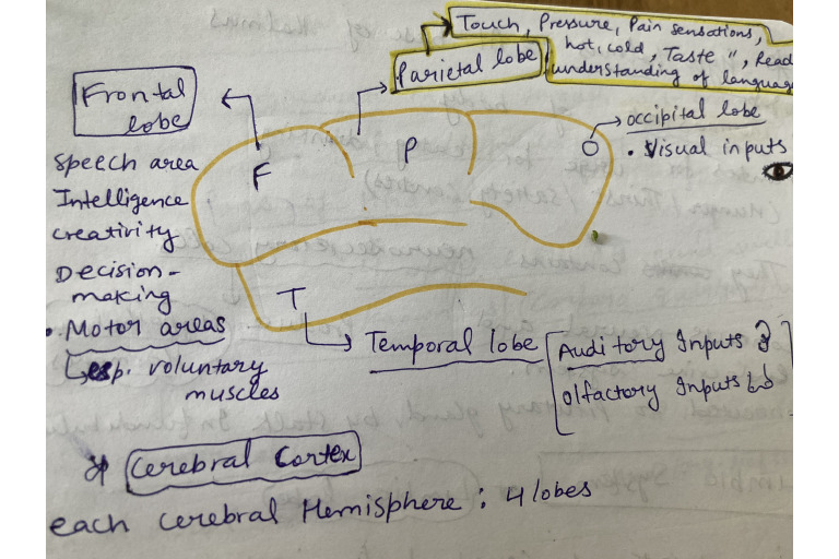 Lobes Diagram | PDF