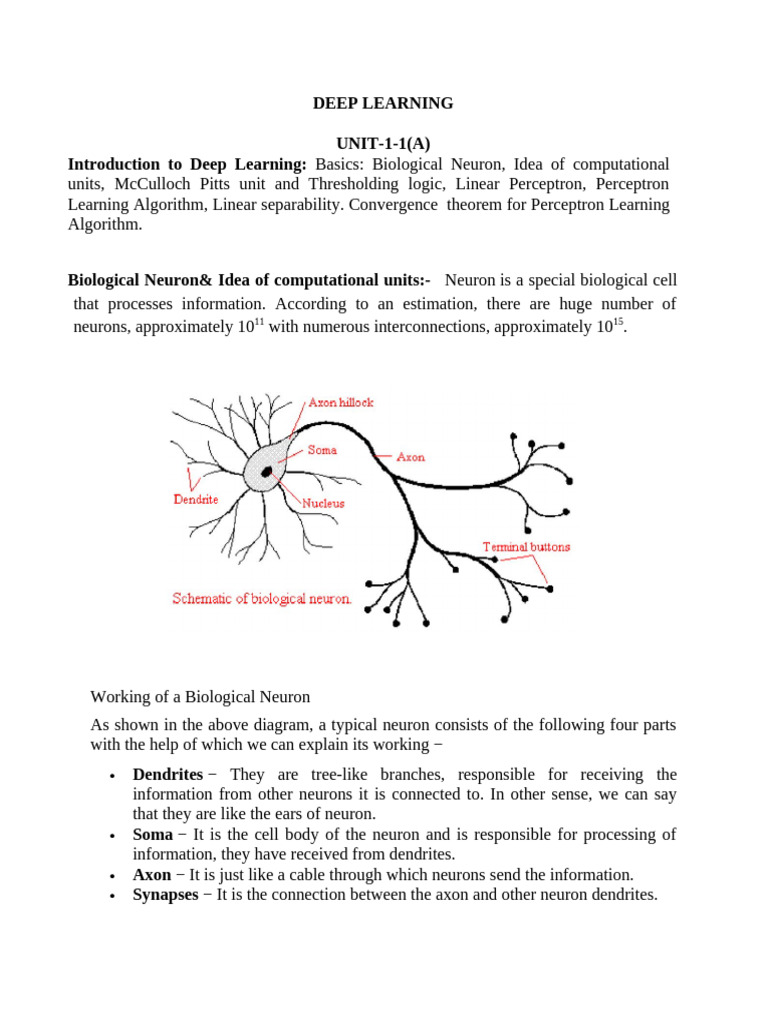 Introduction to Deep Learning Concepts | PDF | Neuron | Dendrite