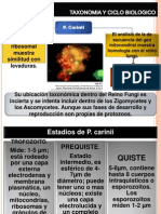 Pneumocistosis Taxonomia y Ciclo Biologico