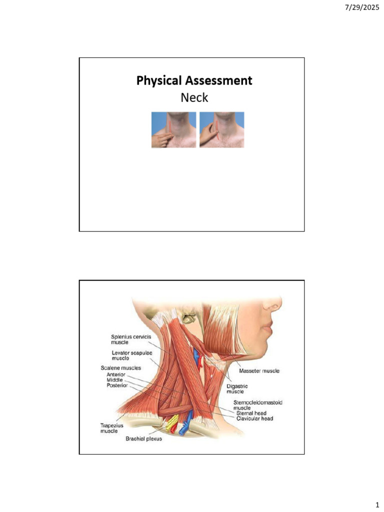 Physical Assessment 6 Neck Sujith | PDF | Neck | Lymph Node