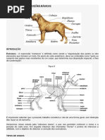 Costelas do Pastor Alemão: Estrutura e Função | PDF | Coluna vertebral ...