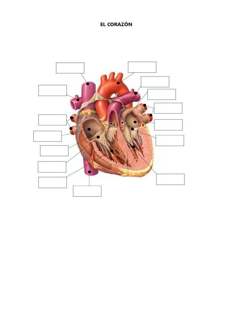 Mapa Mudo Corazón | PDF
